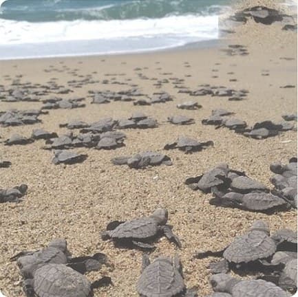 Baby Sea Turtle Releasing