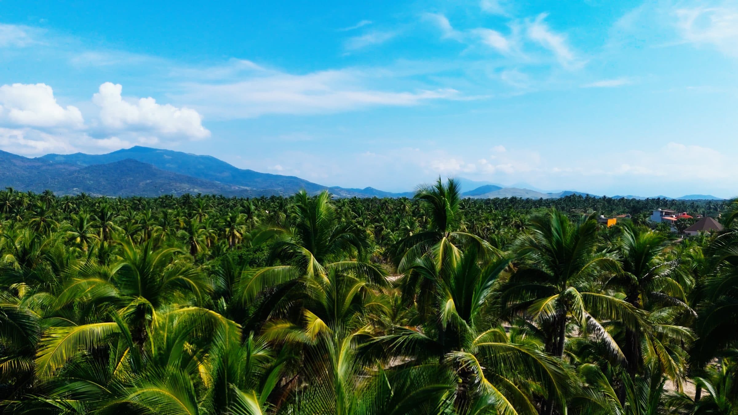 The coconut grove, with the hills behind