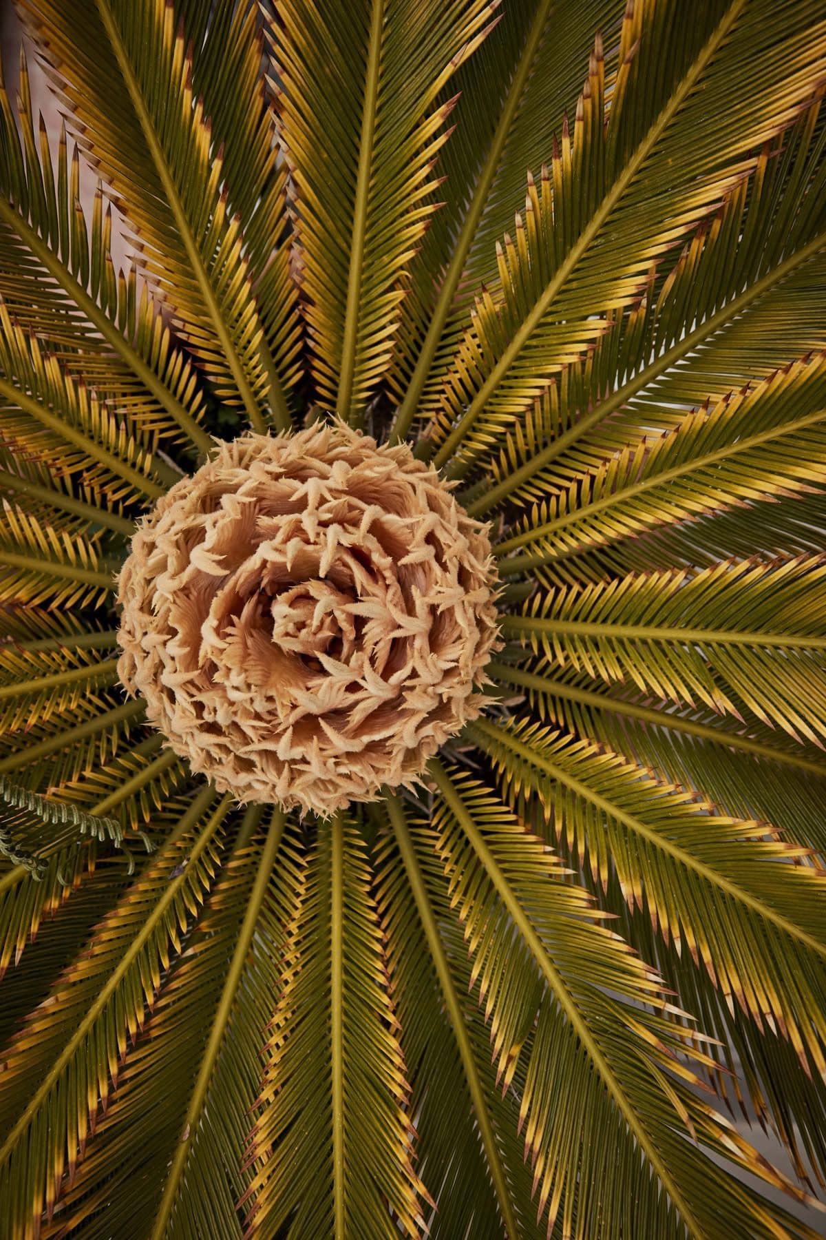 Palm fiber